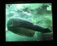 Steve irwin - Last minutes, first pictures