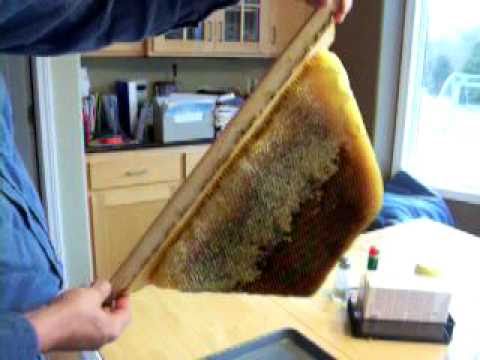 how to collect honey from hive