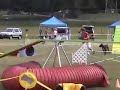 Bad Days in Agility.....