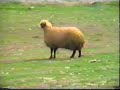 Kurdi Komidi Mar u Bzn Qsa Akan