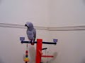 My bird Alex part 1 My bird Alex part 1