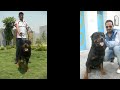 Click here to watch this video Sir Kadve Record Peda Kite Hoye aa (rottweiler,pug and german shepherd playing)Pind Dhaliwal