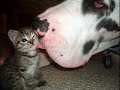 Crazy Animals