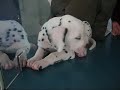 Dakota Dakota