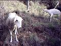 queta i tina Manele-Gratis.net