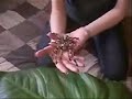 POECILOTHERIA FASCIATA TARANTULA HANDLING VIDEO