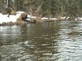 Steelhead jumps