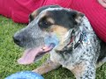 Caribbean Blue Heeler
