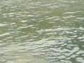 le saut du pond 3.3gp