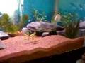 Re: check out my awsome cichlid tank updated
