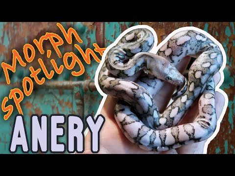 YouTube reptile video