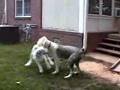 Antiguo Perro Pastor Inglés video