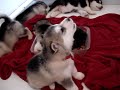Alaskan Malamutes-Howl at the Moon