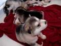 Alaskan Malamute video
