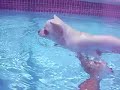Chi-Chi Akamaru's First Swim in the Pool