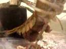 Cherax with eggs 3