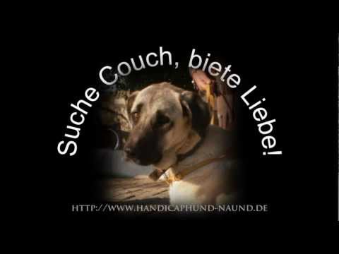 kangal