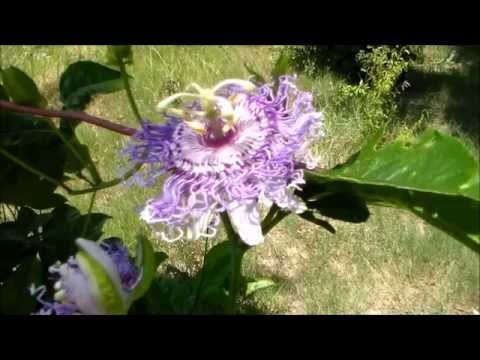 how to care for purple passion vine