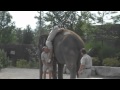 Verzorger komt niet op olifant