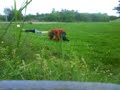 killar spelar boll