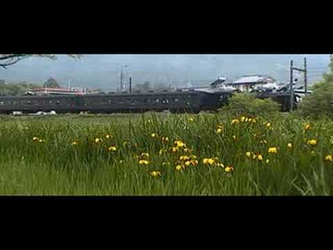 大井川鉄道　キショウブとSL