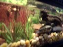 AQUATIC TURTLES FEEDING AQUATIC TURTLES FEEDING