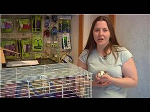 how to take care of a guinea pig ehow