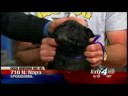 Pet Pals: Soda Pop the Pug