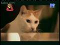三脚猫 洪卓立