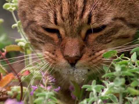 How Does Catnip Affect Cats