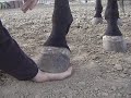 Full weight of horse on my palm? Why not