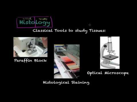 tissue - www.SalmonellaPlace.com This is a tutorial/lecture explaining the definition of a Biological Tissue. We cover some topics important for classes such as Biolo...