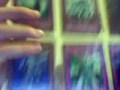 videos de Yugioh Trade Binder 7-4-09