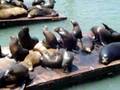 Sea Lion Vomit