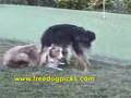 The Tortured Life of a Gamblin’ Dog