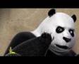 3DCG panda