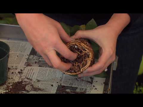 how to replant a plant into a bigger pot