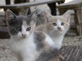 Very Cute Kittens :Kawaii 2 Very Cute Kittens :Kawaii 2
