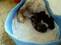 Caniche video