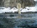 Milak the winter swimmer