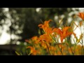 Видеообзор Voigtlaender 50mm f/1.1 Nokton Leica M