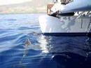 bottlenose dolphins bottlenose dolphins