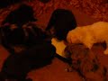 BestMudi D litter - 4th week 1/3