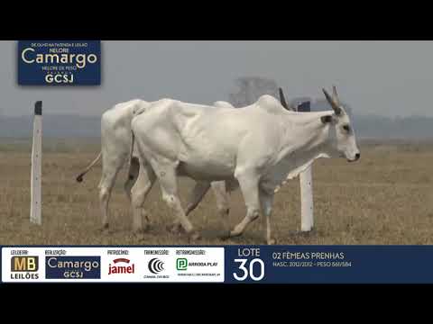 DE OLHO NA FAZENDA NELORE CAMARGO