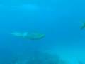 videos de Jack fish cruising