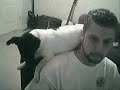 Jack Russell Terrier - Lucy - The Office Chair Aggravation Jack Russell Terrier - Lucy - The Office Chair Aggravation