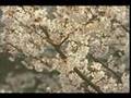 さくらさくら動画6