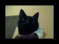 Catbook Movie: Corina