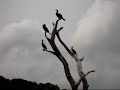 We went on a boat safari in Periyar Wildlife Sanctuary in Thekkady, Kerala. Here are some sights and sounds.... - Birds of Periyar