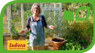 Olivenbaum Blüte: Ratgeber und Pflege-Tipps für viele Blüten